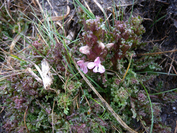 Heidekartelblad